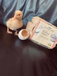 Click here to learn more. Woman Surprised After A Tiktok Hack Worked And She Hatched A Duck From A Supermarket Egg Bored Panda