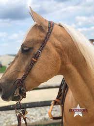 270 Cow Horse Ideas In 2021 Quarter Horse American Quarter Horse Horses