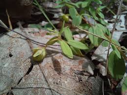 Image result for Hypericum peplidifolium