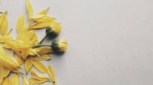 See more ideas about yellow aesthetic, cute wallpapers, aesthetic wallpapers. 30 Yellow Aesthetic Wallpapers Wallpaperboat