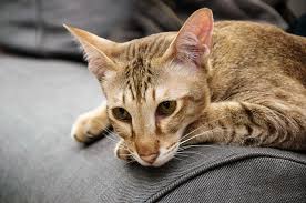 This information should give cat guardians pause before agreeing to have their cats' distemper vaccines boosted. Feline Distemper Your Cat S Worst Nightmare Allivet Pet Care Blog