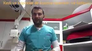 Kedi Ve Kopekler De Kusma Nedenleri Ve Tedavisi Youtube