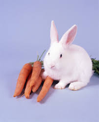 What To Feed Newly Weaned Rabbits Animals Mom Com