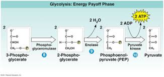 Is gluecose a product of photosynthesis is used to generate atp? Chapter 7 Flashcards Flashcards Quizlet