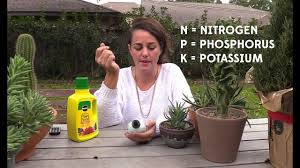 Just like most plants though, succulents will benefit from i highly recommend this for a succulent fertilizer. The Right Way To Fertilize Your Succulents Or Not Youtube