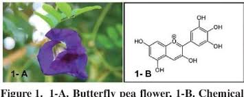 Image result for Clitoria kaessneri