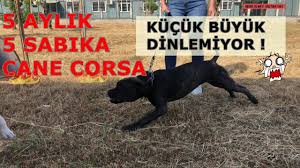 Cane Corsa 5 Aylik Affetmiyor Isiriyor Egitim Zorlu Olacak Yavrukopekegitimi Youtube