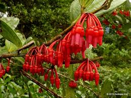 Image result for Phragmanthera usuiensis