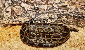 Explore 623989 free printable coloring pages for your kids and adults. Page 2 Royalty Free Python Photos Free Download Pxfuel