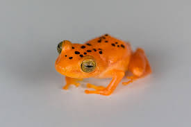 Image result for Pristimantis atillo