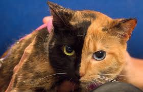 Because they don't develop eye if you want to adopt a cat that keeps those baby blues into adulthood, your best bet is to pick one of the following breeds: Venus The Two Faced Cat Still A Mystery
