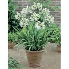 14 Agapanthus in pots ideas | container gardening, garden containers,  garden design