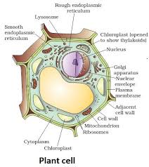 Plants will have a primary these two major parts are what determines the function of each individual plant cell.) the tissue types are: Illustrate Only A Plant Cell Seen Under An Electron Class 11 Biology Cbse