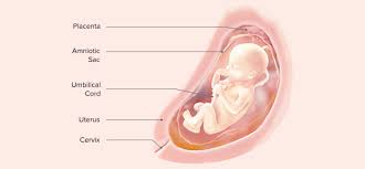 During week 19 of your pregnancy, your baby's permanent teeth are forming behind those baby teeth and their body is covered in a fine hair called lanugo. 22 Weeks Pregnant Symptoms And Baby Development Pampers