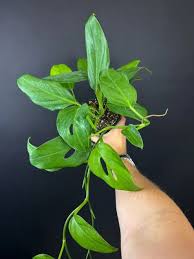 Image result for Cissus petiolata