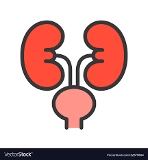 Kidney And Urinary Bladder Simple Filled Outline Vector Image Sponsored Bladder Simple Background Patterns Vector Illustration Vector Background Pattern