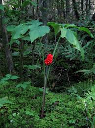 It consists of two diploids (a. Dreiblatt Feuerkolben Arisaema Triphyllum Beschreibung Steckbrief Systematik