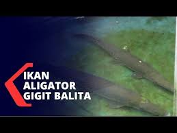 Berikut adalah arti mimpi ular menurut islam! Balita Digigit Ikan Aligator Di Kolam Lapas Perempuan Bandung Youtube