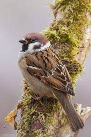 Pin By Hans Hofman On Kuslar Birds Backyard Birds Birds Wild Birds