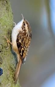 Uk Birds With Yellow Feathers Treecreeper Certhia Familiaris Nature Birds Pet Birds Beautiful Birds