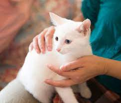 The breaths should be a smooth inhale and exhale, with each set counting as a single breath. What Is Normal Cat Temperature Heart Rate And Other Vital Signs