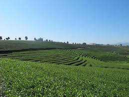 Download and use 10,000+ tea plantation stock photos for free. The Best Choui Fong Tea Plantation Tours Tickets 2021 Chiang Rai Viator