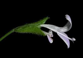 Image result for Hypoestes triflora