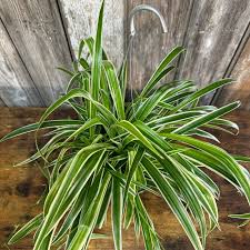 Image result for Chlorophytum subpetiolatum