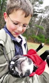 Fur, Fins and Feathers: Group bonds over Boston terriers