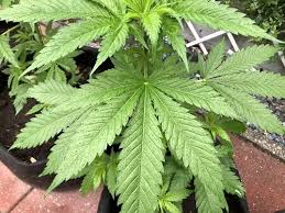 This attractive flowering plant in the spurge family has leaves that look like marijuana; What Do You Do With Your Cannabis Plants During Rain Gales Or Thunderstorms Information