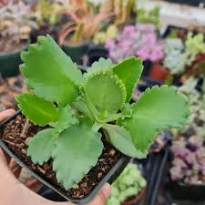 Image result for Kalanchoe daigremontiana
