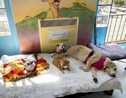 Try to compete all 24 levels in this fun. Muttville Senior Dog Rescue Linkedin