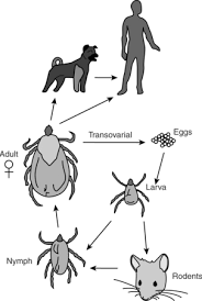 Image result for Rickettsiae