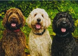Proud ala accredited breeders announce their new labradoodle litters. Australian Labradoodles Ald Facebook