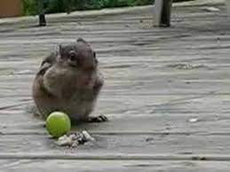 Check spelling or type a new query. Chipmunk Eating Grapes And Peanuts Youtube