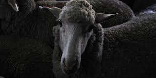 Es ist wirklich grauenhaft und die schafzüchter sehen nicht ein warum sie anders vorgehen sollten. Wie Gut Achten Modeunternehmen Auf Tierleidfreie Kleidung