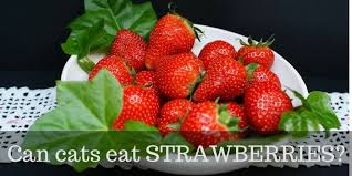 1200 x 800 jpeg 115 кб. Can Cats Eat Strawberries Safe Amount And Risks Cattention