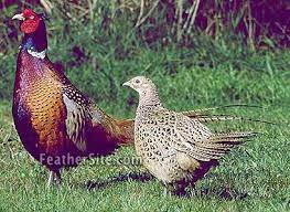 They can be kept in a wide variety of climates. Ringnecked Pheasants