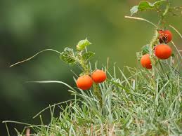 Image result for Solanum capsicoides