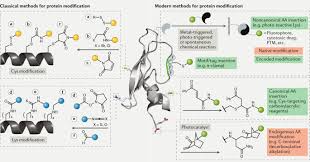 The act, process, or result of making different. Contemporary Approaches To Site Selective Protein Modification Nature Reviews Chemistry