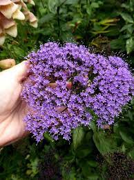 Trachelium Caeruleum Perennial Blue Lace Flower Buy Online At Annie S Annuals Perennials Flower Bouquet Vase Bee Garden