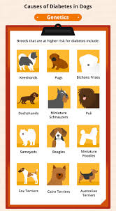 If cataracts are developing in your diabetic dog, this is an ophthalmic emergency; Dog Diabetes How To Care For A Diabetic Dog Canna Pet