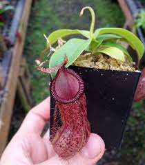 Image result for Geigeria burkei