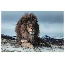 Kare Glasbild 120 X 180 Cm Proud Lion Bunt Glas In 2020 Glasbilder Kare Design Bilder Glas