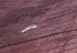 If you saw a silver bug racing across your bathroom floor, there is a good chance it was a silverfish. Silverfish From Slovenia What S That Bug