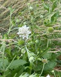 Image result for Scabiosa drakensbergensis