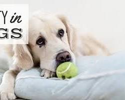 Image of shivering dog curled up in a ball