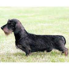 Yorkie puppies for sale in queens, ny. Wire Dachshund Puppies For Sale From Reputable Dog Breeders