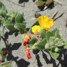 Image result for Onagraceae