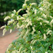 Image result for Itea